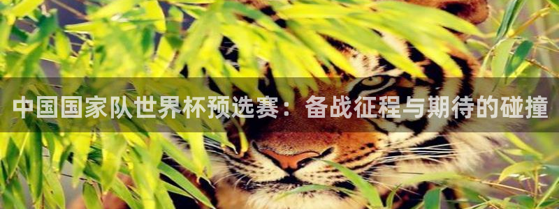世俱杯直播:中国国家队世界杯预选赛:备战征程与期待的碰撞